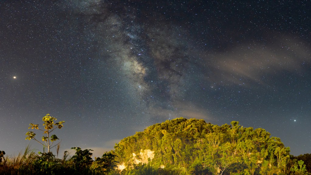 Nightscape with tropical green trees and sky filled with stars.