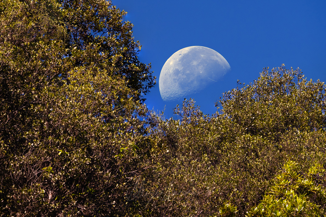 A sharp half-moon against a deep blue sky with a foreground filled with tropical trees.