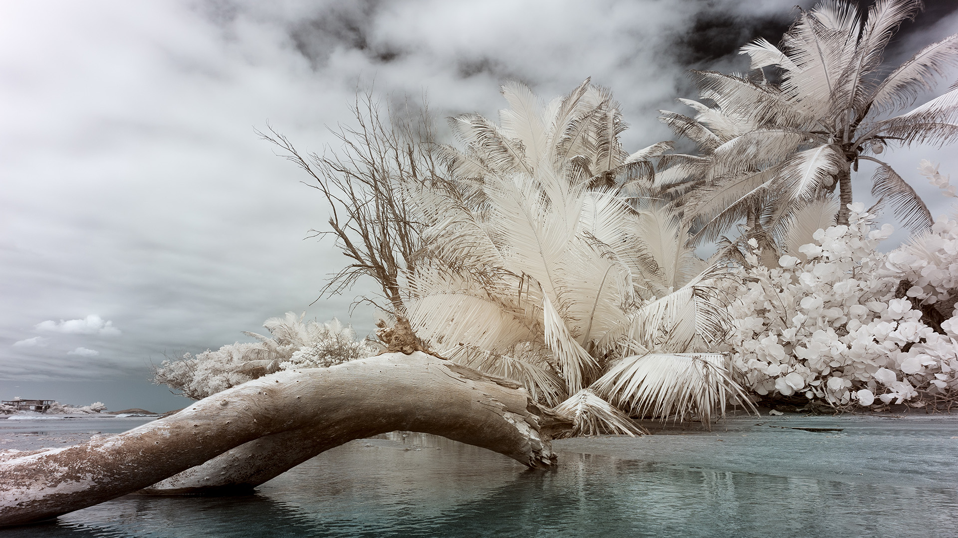 serene scene with skies full of clouds, palm trees and other tropical plants with bright white hue foliage, there is a big log on the water.