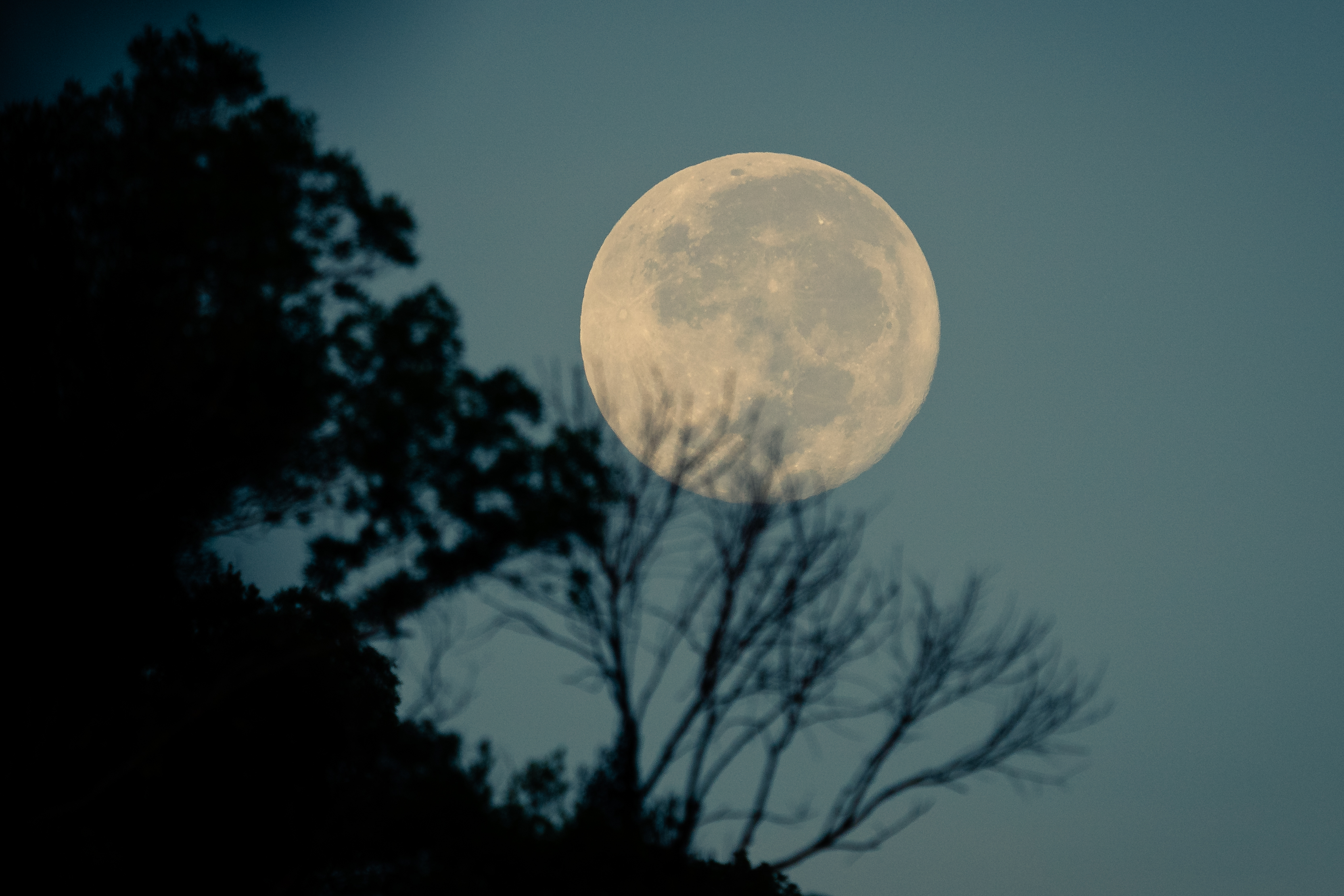 A full moon with a silhouette of a hill and trees during dawn.