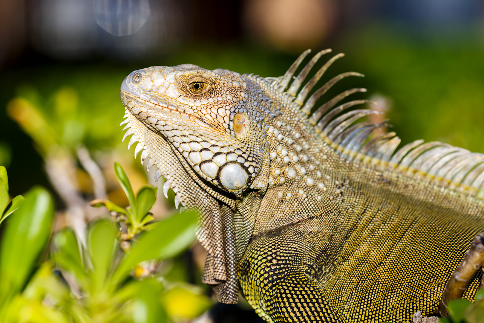 closeup of the head of a green iguana surrounded by deep green leaves