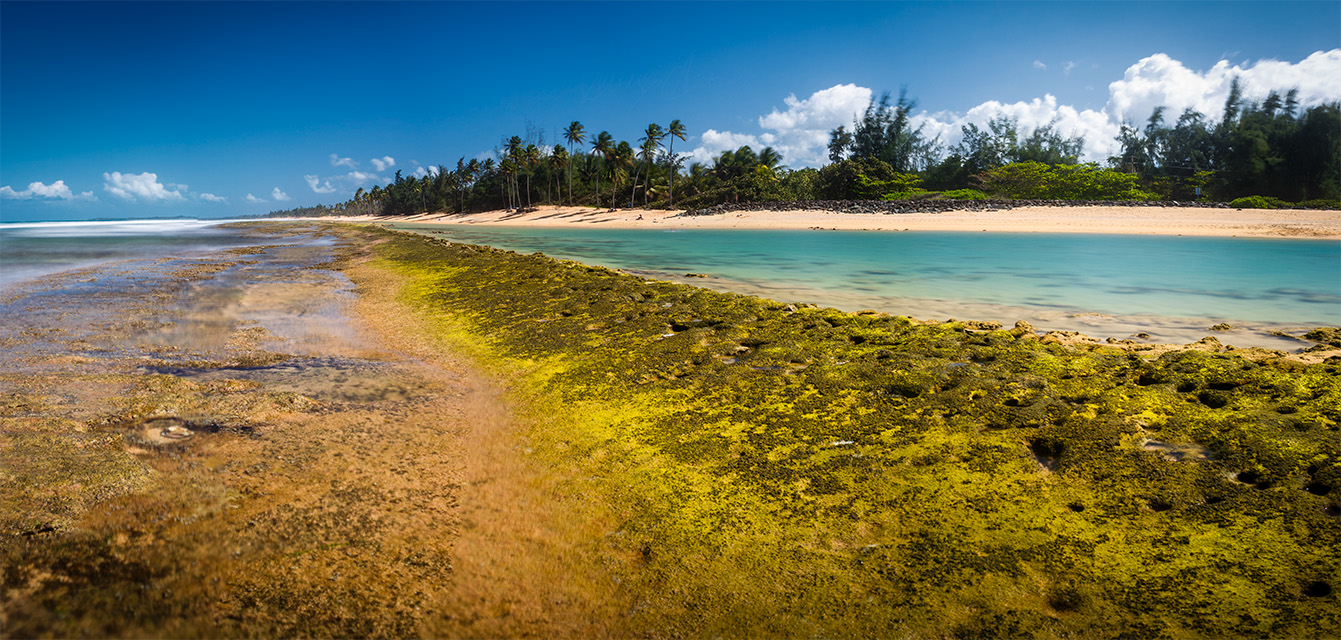 shoreline of blue turquoise water, looking from a reef to the shore. blue turquoise waters, palms and trees in the background.