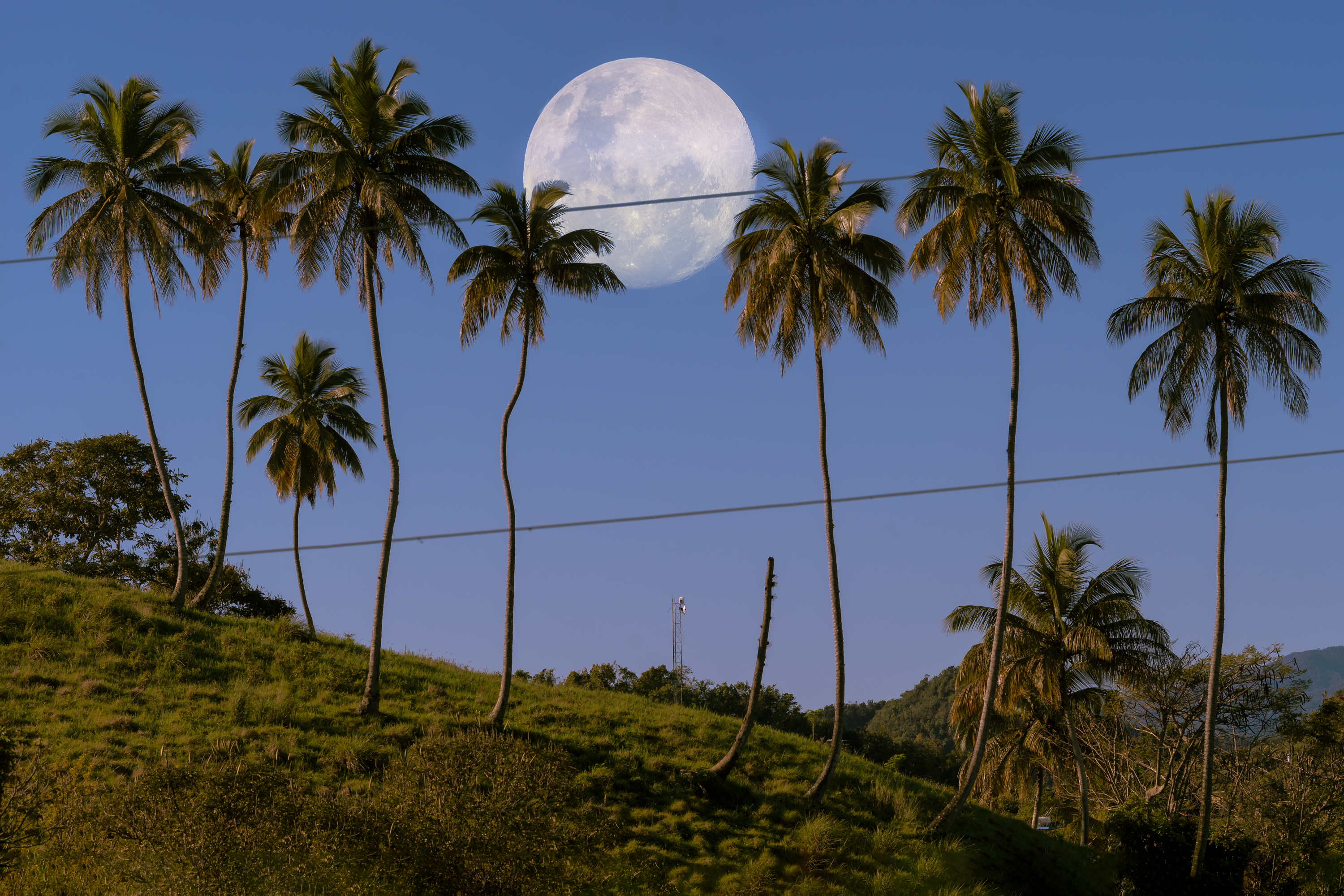 A full moon against a light blue sky with a hill filled with very tall palm trees and green tropical vegetation.